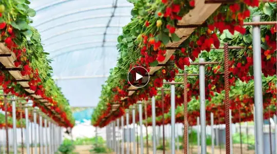 Awesome Hydroponic Strawberries Farming - Modern Agriculture Technology - Strawberries Harvesting