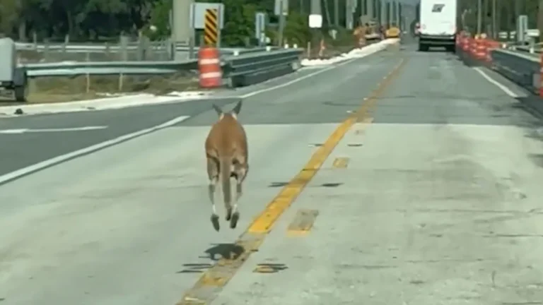 Florida Man Upstaged by Kangaroo Caught Joy-Hopping Down the Road