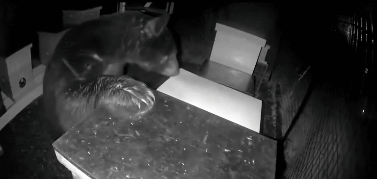 Bear-wanders-into-Ohio-apiary-eats-entire-beehive