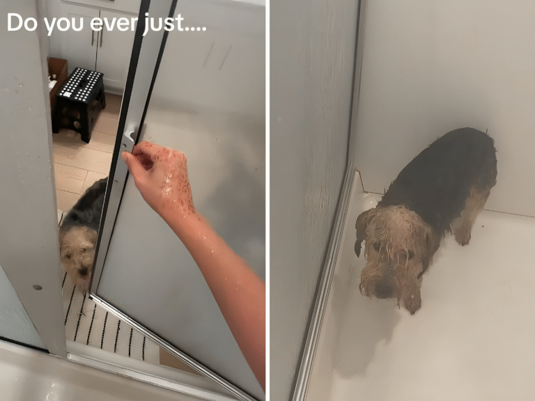 “Dog’s Dream Come True: Pup Finally Joins Owner in the Shower – ‘All He Ever Wanted’”