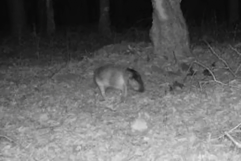 “Wildlife Officials Share ‘Tricky’ Mystery Animal Photo – Can You Guess What It Is?”