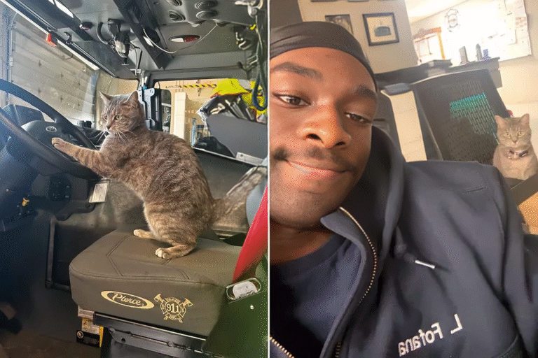 “Volunteer Firefighter Goes Viral After Bringing His Cat, Peanut, to Work”