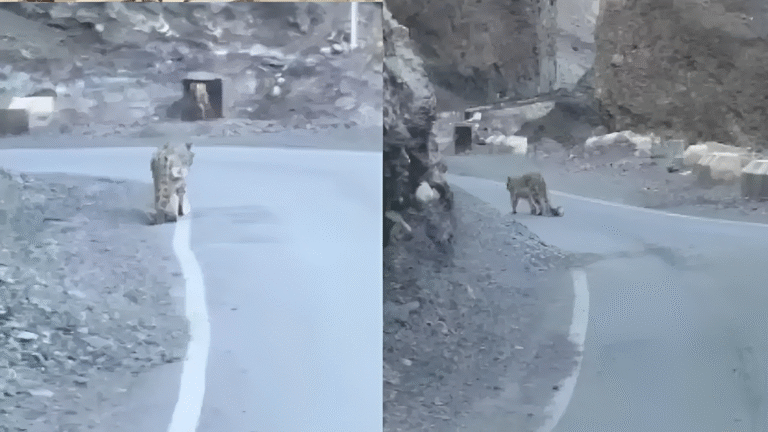 Watch: Travellers In Spiti Valley Spot Snow Leopard Strolling On Mountain Road