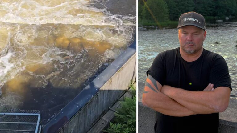 Här hoppar tusentals laxar in i betongen tills de dör: ”Fruktansvärt”