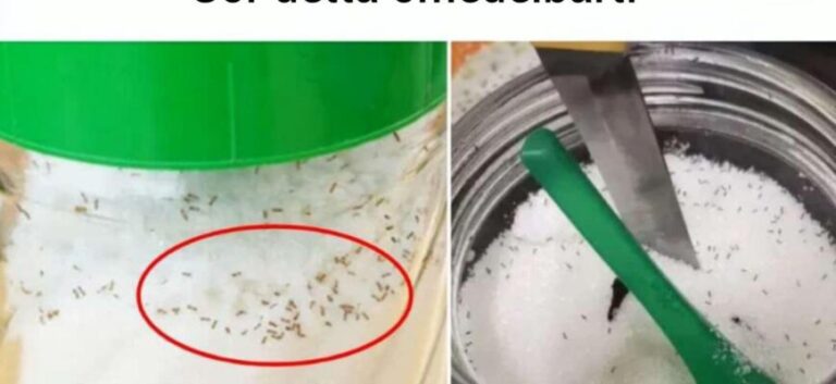 Om myrorna kryper i sockerkrukan, kasta den inte.