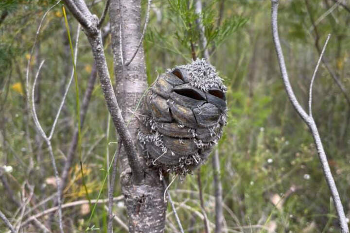 Hon trodde att hon hittat en söt fågelunge – men närbilden avslöjade en rolig överraskning