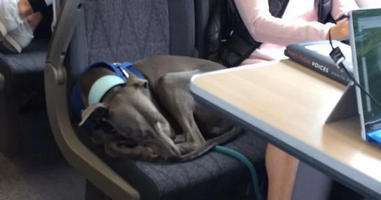 Jag skulle inte vara där… Då förändrade en hund och en oväntad fråga allt…