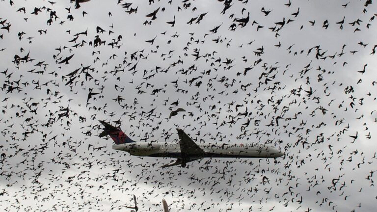 I samma ögonblick som piloten upptäckte anledningen till att fåglarna stannade kvar kunde han inte hindra tårarna från att falla.