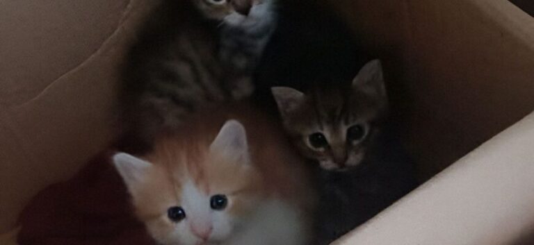 JAG SÅG MIN GRANNAR KASTA DEN HÄR LÅDAN I GRÄNDEN — OCH VAD JAG HITTADE INUTI FÅR FORTFARANDE MINA HÄNDER ATT DARRA