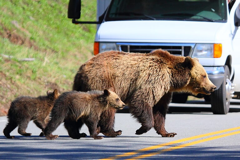 Forskare är rädda för … Björnar sätter upp en aldrig tidigare skådad blockad vid Yellowstone-entrén
