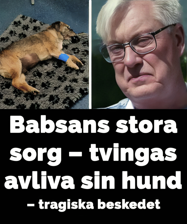 Lars-Åke Wilhelmsson tvingas avliva sin hund Brisse
