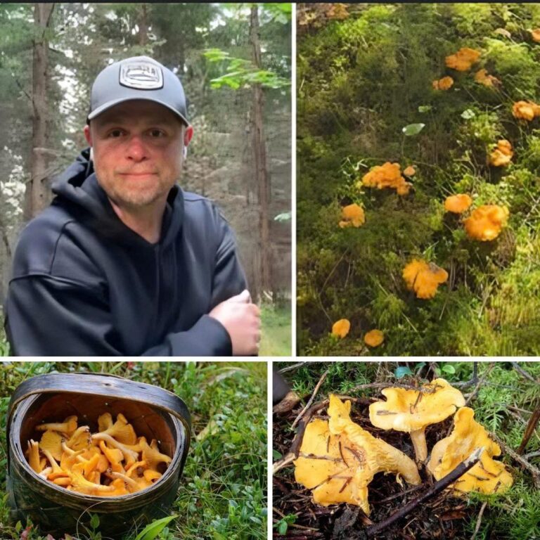 Så hittade Stefan 25 kilo med kantareller: ”Har knäckt koden”