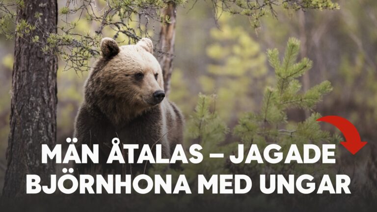 Män åtalas – jagade björnhona med ungar
