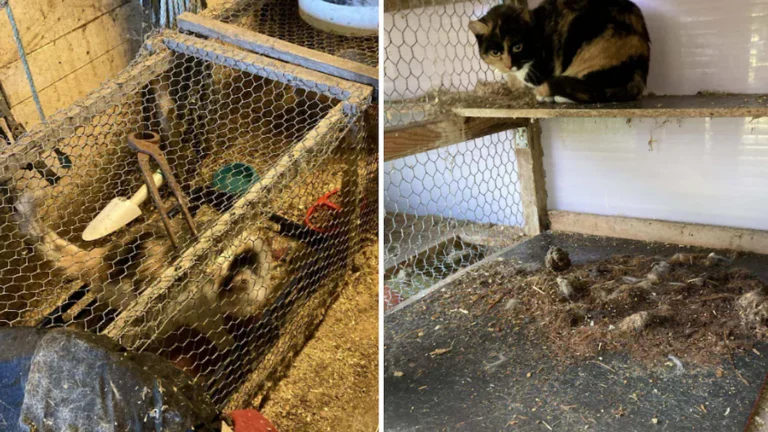 Katterna hölls fångna under tortyrliknande förhållanden – instängda i stinkande, avföringsfyllda burar, utan mat, utan vatten.