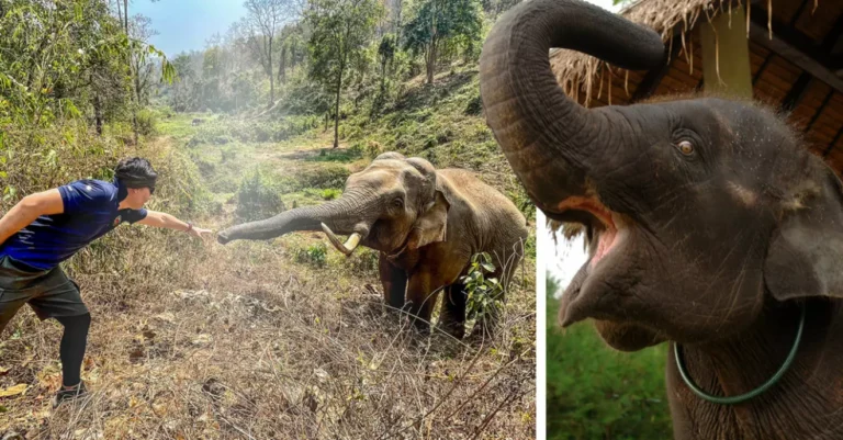 Oförglömligt band: Elefanten känner igen sin räddare efter 12 år och hans reaktion är ren känsla!