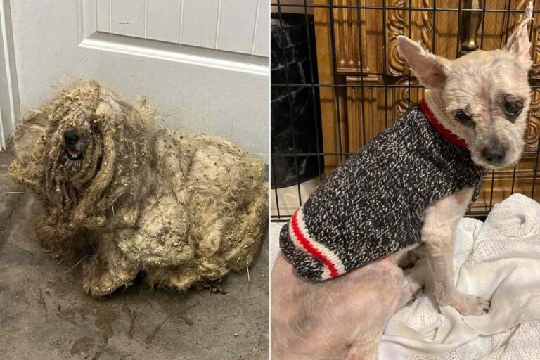 ”Tre pounds av toviga päls som omfattas av ett försummat hund som ett skydd sparas och förvandlas till en helt ny hund.”