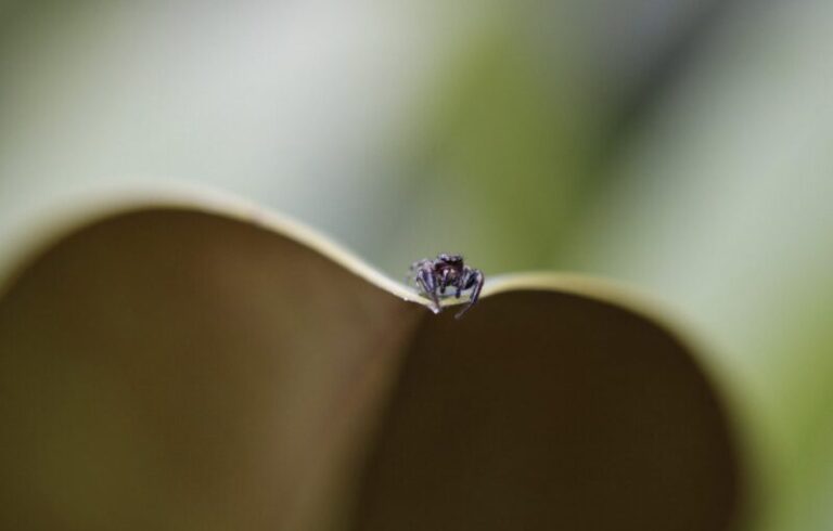 Jag hittade dessa konstiga svarta bollar i min trädgård: när jag insåg vad de var, brände jag dem bara