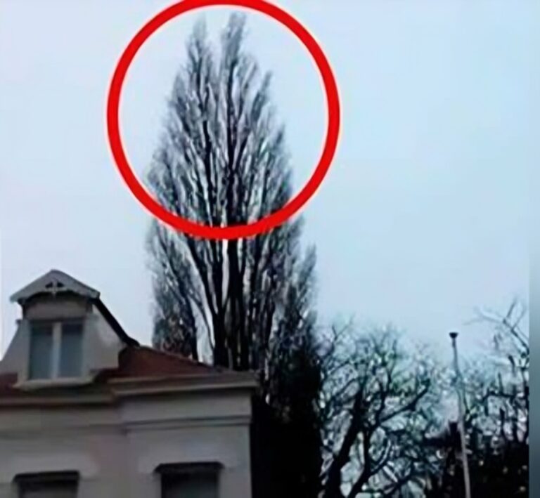 ”Lång-bestående minne var gjort när något oväntat hände på 0:18 när han var bara registrera ett träd.”