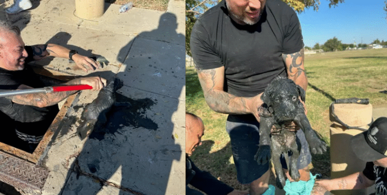 En polis trotsade ett smutsigt avlopp för att rädda en instängd hund.