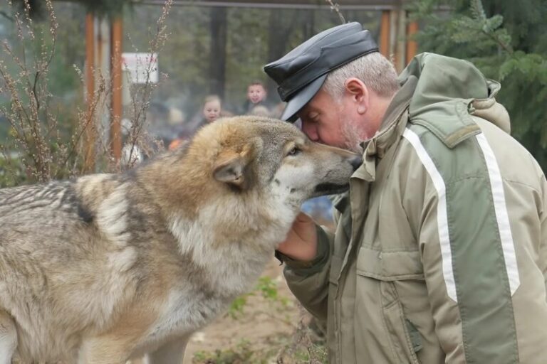 En ensam varghona kom för att söka hjälp! Det hon hade med sig veckor senare lämnade skogvaktaren mållös
