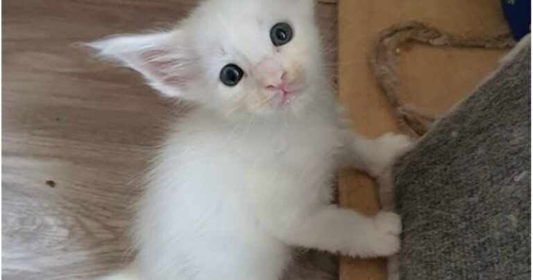 Flickan köpte en väldigt liten katt, och med tiden förändrades han mycket och blev annorlunda