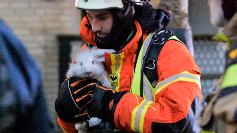 Hjälteinsatsen: Här räddas kaninen Shuga från lägenhetsbranden