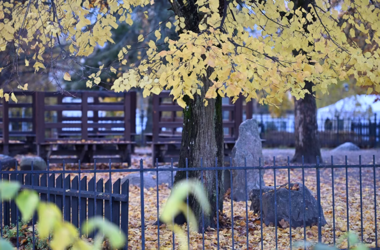 Man gripen efter våldtäkt vid skola