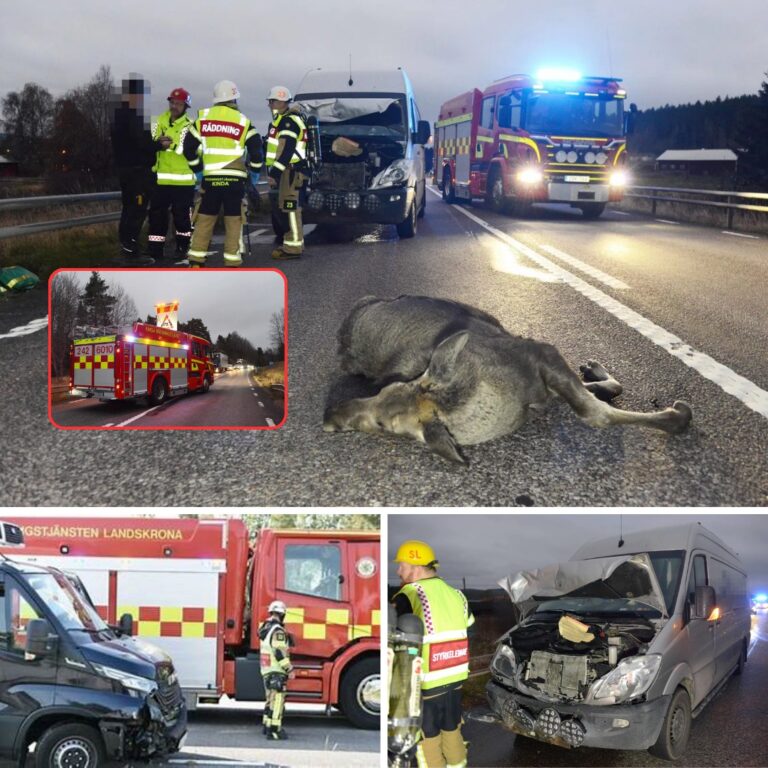 Nattens lugn bröts när skåpbil mötte älg – olyckan ledde till total avspärrning