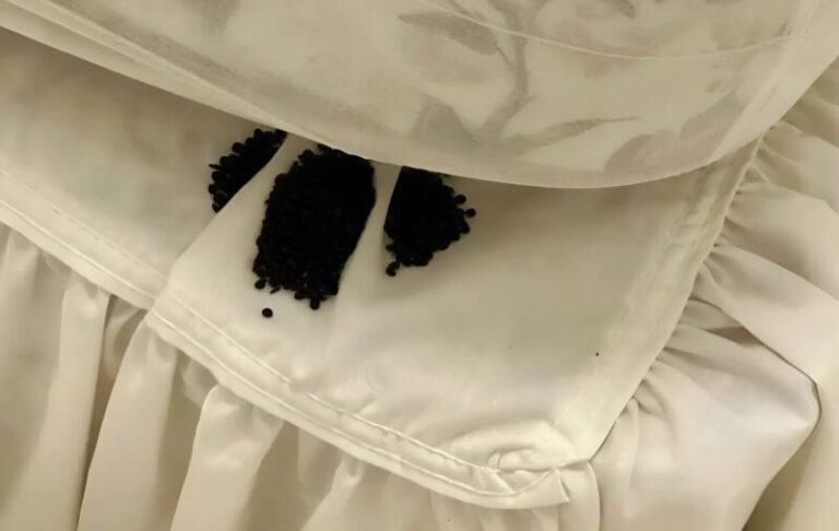 Jag hittade detta under min madrass – först trodde jag att det var insektsägg, men verkligheten överraskade mig verkligen