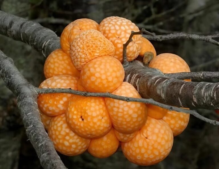 Jag hittade dussintals gulaktiga bollar på gården, konstiga, unika i formen: Jag blev chockad när jag insåg vad det var