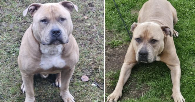 Stor sökinsats efter försvunna hunden Biffen