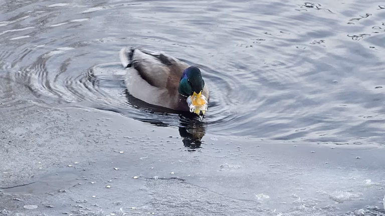 Andens näbb frös igen i rysskylan: ”Jag blev väldigt orolig”